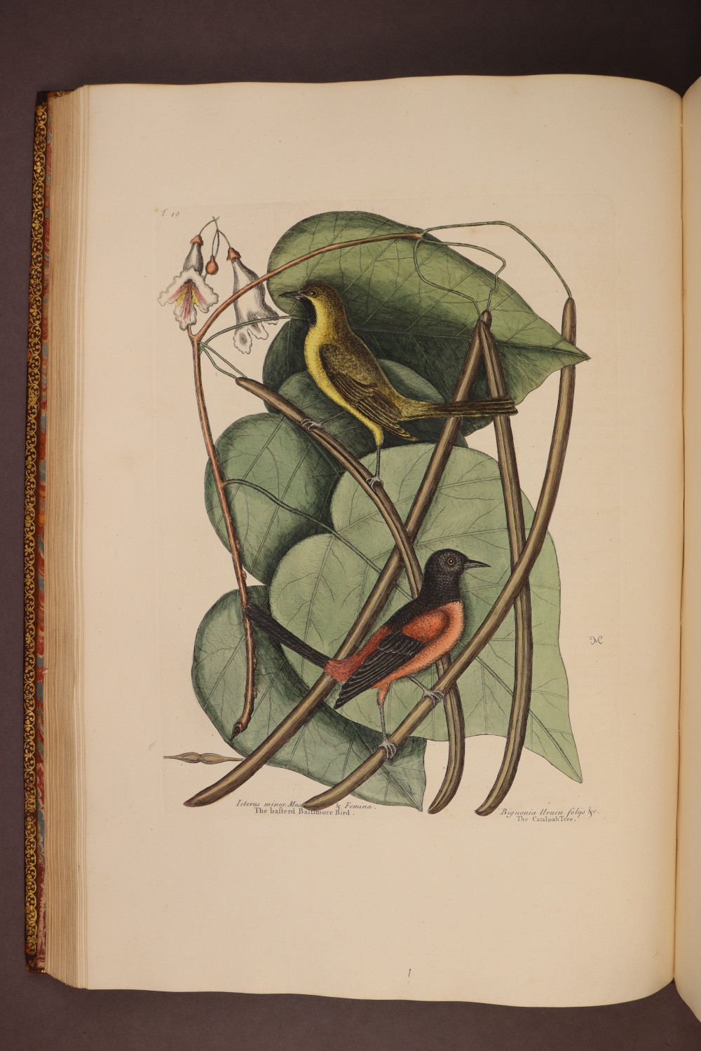 Plate 49